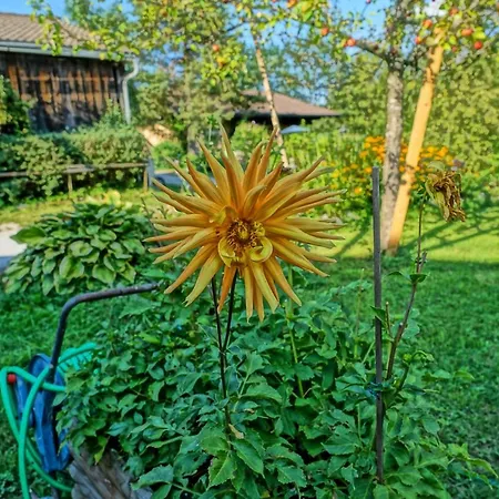 Pensjonat Eckschlager 3*