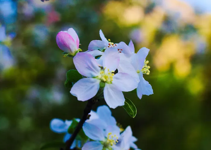 Eckschlager Vendégház 3*